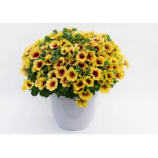 Петуния Crazytunia Bananarama 32503