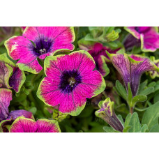 Петуния Pizzaz Purple 32509