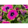 Петуния Pizzaz Purple 32509