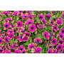 Петуния Pizzaz Purple 32509