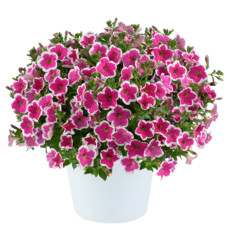 Петуния вегетативная Capella Rim Fuchsia 32328