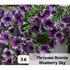 BONNIE BLUEBERRY SKY 36
