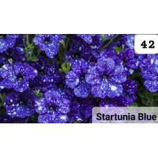 STARTUNIA BLUE 42