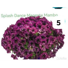 Splash Dance 5