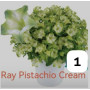 Петуния RAY PISTACHIO CREAM 32222