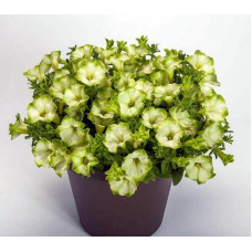 Петуния RAY PISTACHIO CREAM 32222
