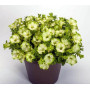 Петуния RAY PISTACHIO CREAM 32222