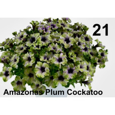 Петуния AMAZONAS PLUM COCKATOO 32157