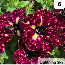 Петуния LIGHTNING SKY 3226