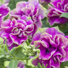 Петуния TUMBELINA DARCEY ROSA 32352