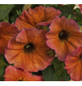 Петуния  BeautiCal Cinnamon 3238