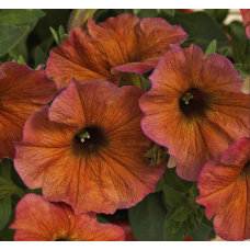 Петуния  BeautiCal Cinnamon 3238