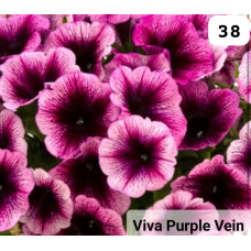 Viva Purple Vein 38