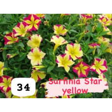 Surfinia Star Yellow 34