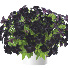 Петуния RAY BLACK 32253