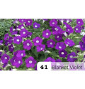 Blanket Violet 41