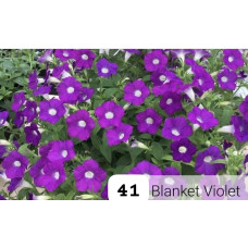Blanket Violet 41
