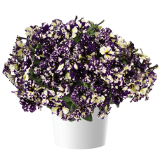 Петуния SPLASH DANCE VIOLET VOGUE 32276