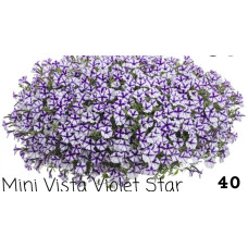 Mini Vista Violet Star 40