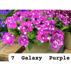 Galaxy Purple 7