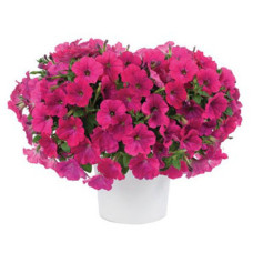 Петуния Capella Neon Pink 3208