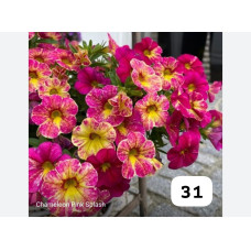 Калибрахоа Chameleon Pink Splash 31