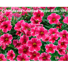 Калибрахоа COLIBRI CHERRY LACE 108