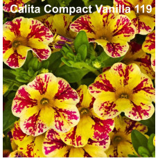 Калибрахоа Calita Compact Vanilla 119