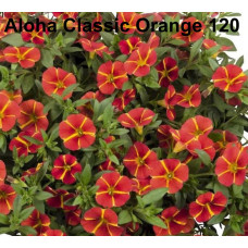 Колебрахоа Aloha Classic Orange 120