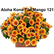 Колебрахоа Aloha Kona Tiki Mango 121