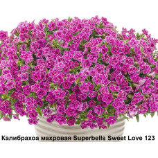 Калибрахоа махровая Superbells Sweet Love 123