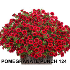 Калибрахоа POMEGRANATE PUNCH 124