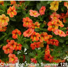 Калибрахоа Chameleon Indian Summer 128