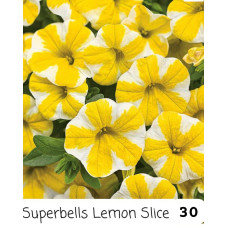 Калибрахоа Superbells Lemon Slice 30