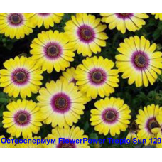 Остеоспермум FlowerPower Tropic Sun 129