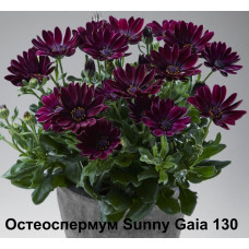 Остеоспермум Sunny Gaia 130