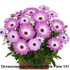 Остеоспермум Margarita Pink Flare 131