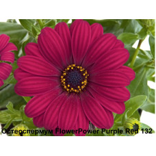 Остеоспермум FlowerPower Purple Red 132