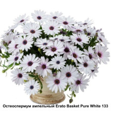 Остеоспермум ампельный Erato Basket Pure White 133