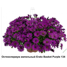 Остеоспермум ампельный Erato Basket Purple 134