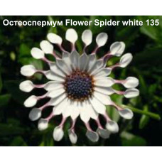 Остеоспермум Flower Spider white 135