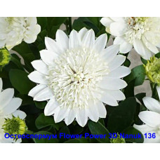 Остеоспермум Flower Power 3D Nanuk 136