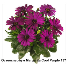 Остеоспермум Margarita Cool Purple 137