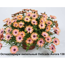 Остеоспермум ампельный Osticade Aurora 138