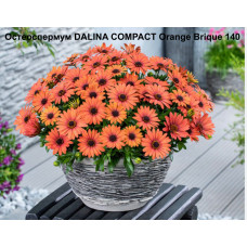 Остеоспермум DALINA COMPACT Orange Brique 140