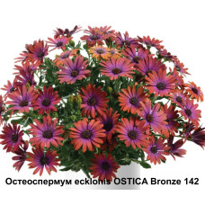 Остеоспермум ecklonis OSTICA Bronze 142