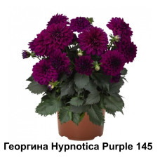 Георгин Hypnotica Purple 145