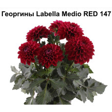 Георгин Labella Medio RED 147