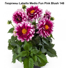 Георгин Labello Medio Fun Pink Blush 148