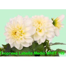 Георгин Labella Medio WHIT 149
